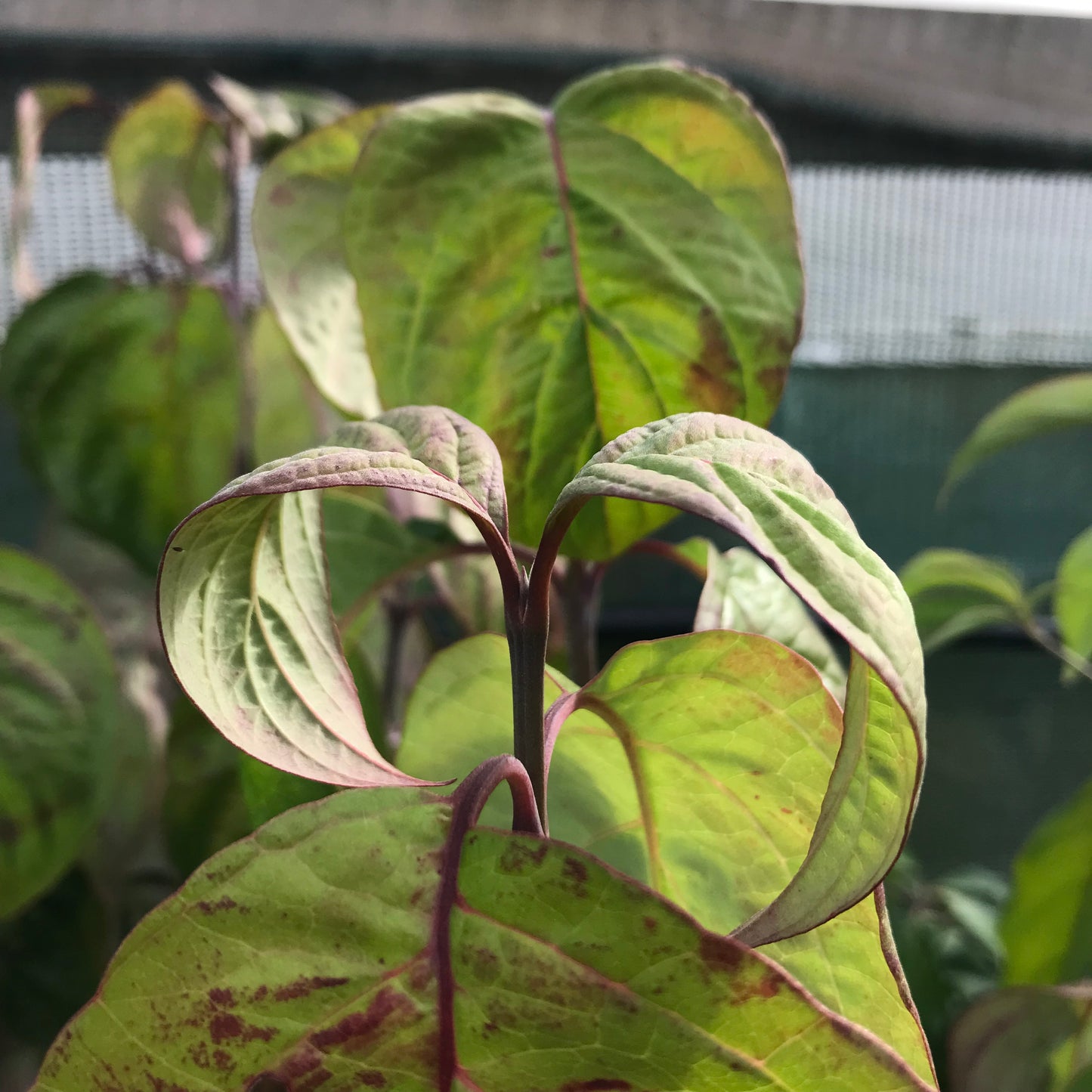 Cornus Florida 20L