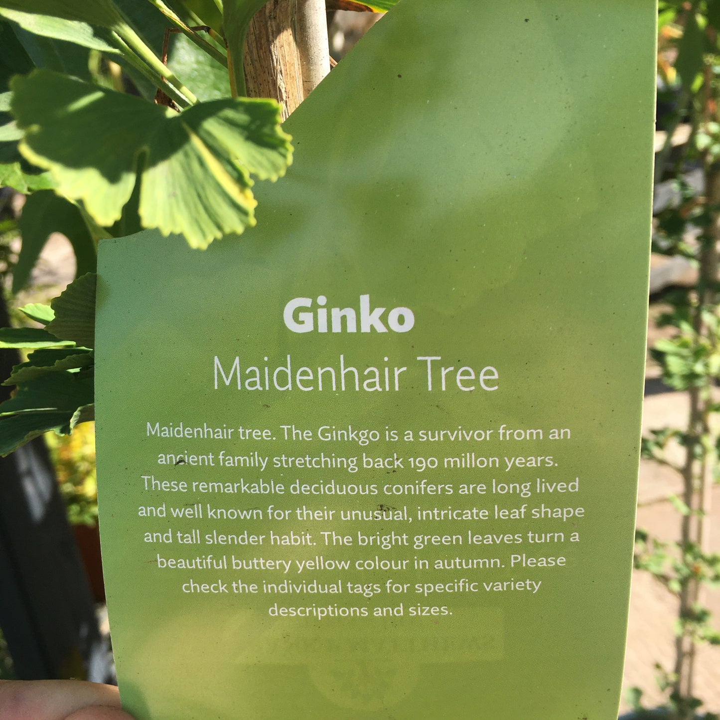 Ginkgo bilboa 'Menhir' - Maidenhair Tree 2L
