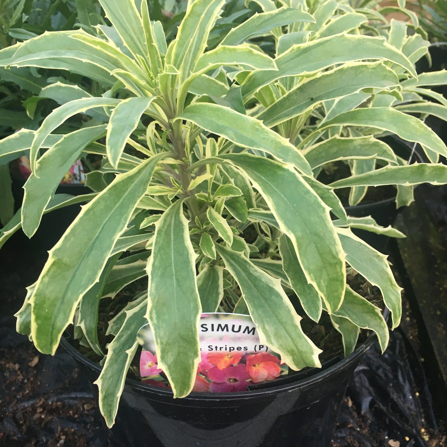 Wallflower 2L - erysimum - Perennial wallflower