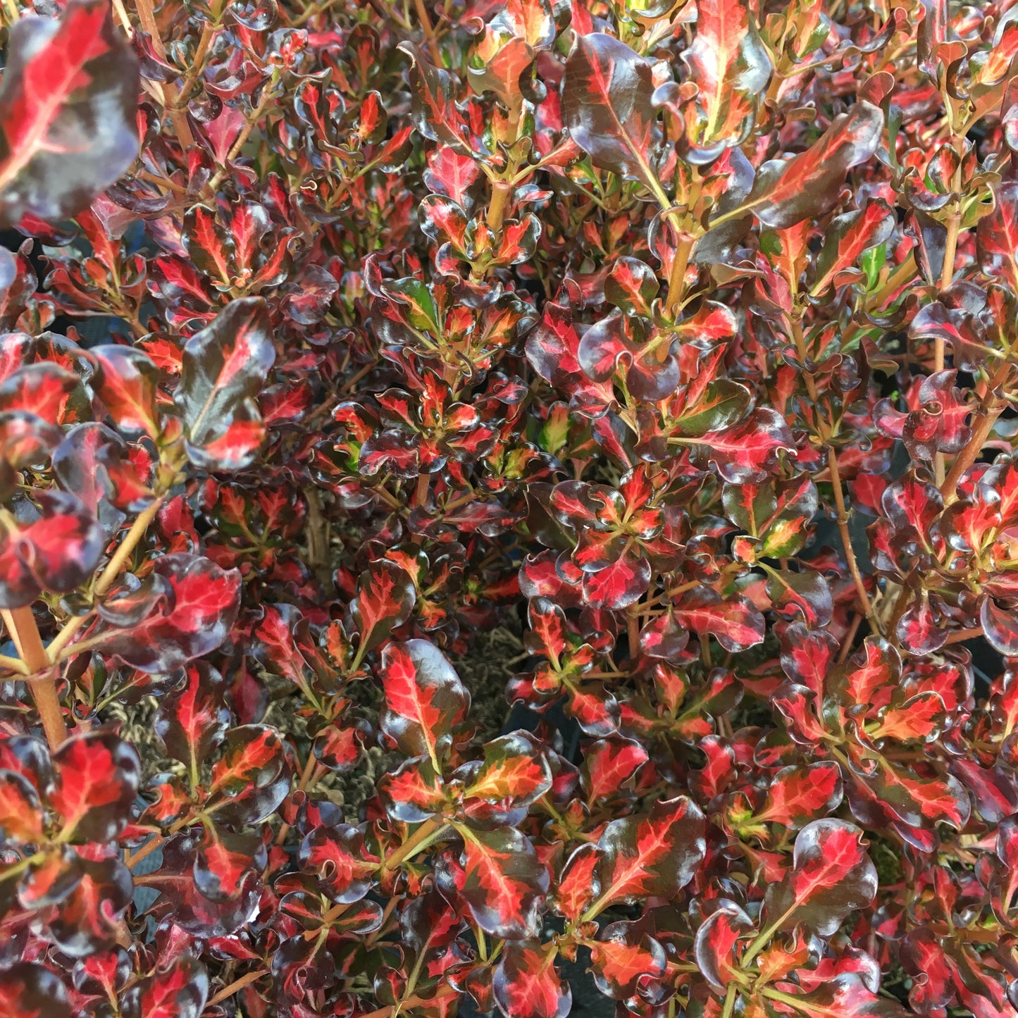 Coprosma - Walter Brockie 2/3L