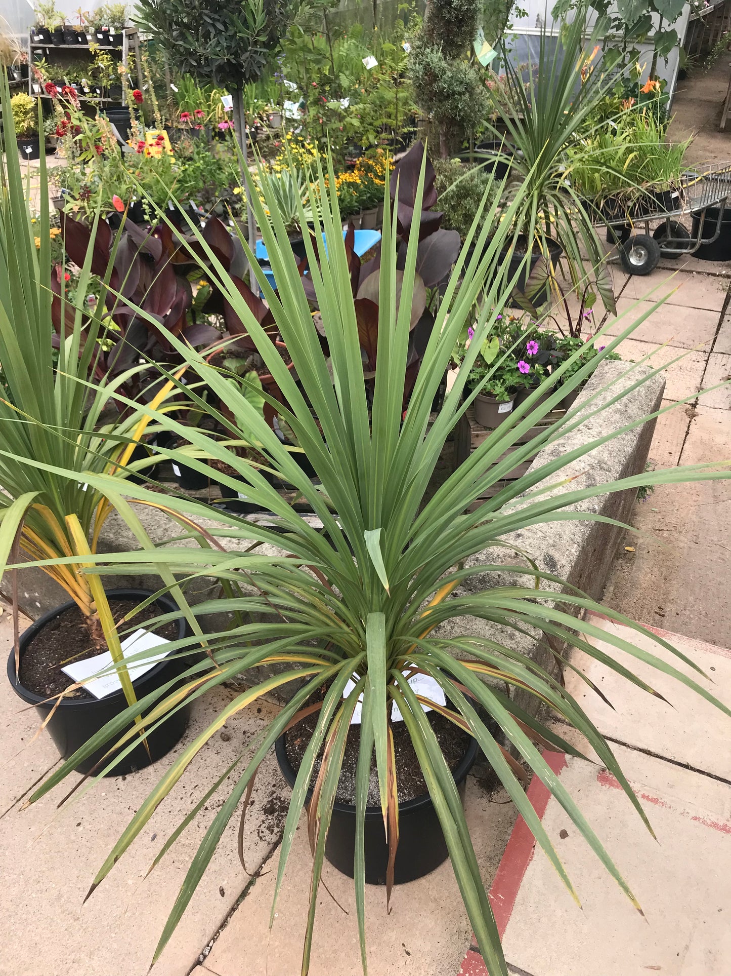 Cordyline australis