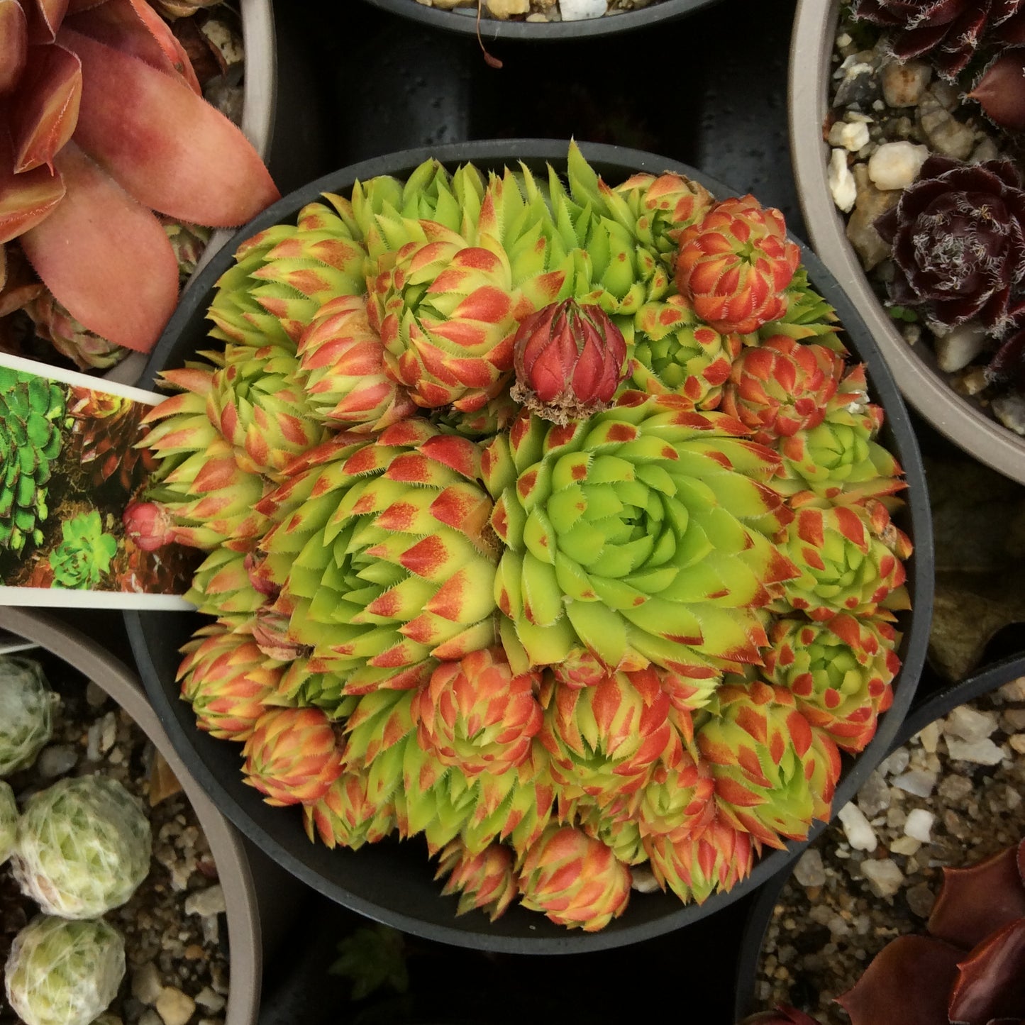 Sempervivum Succulent - Houseleeks