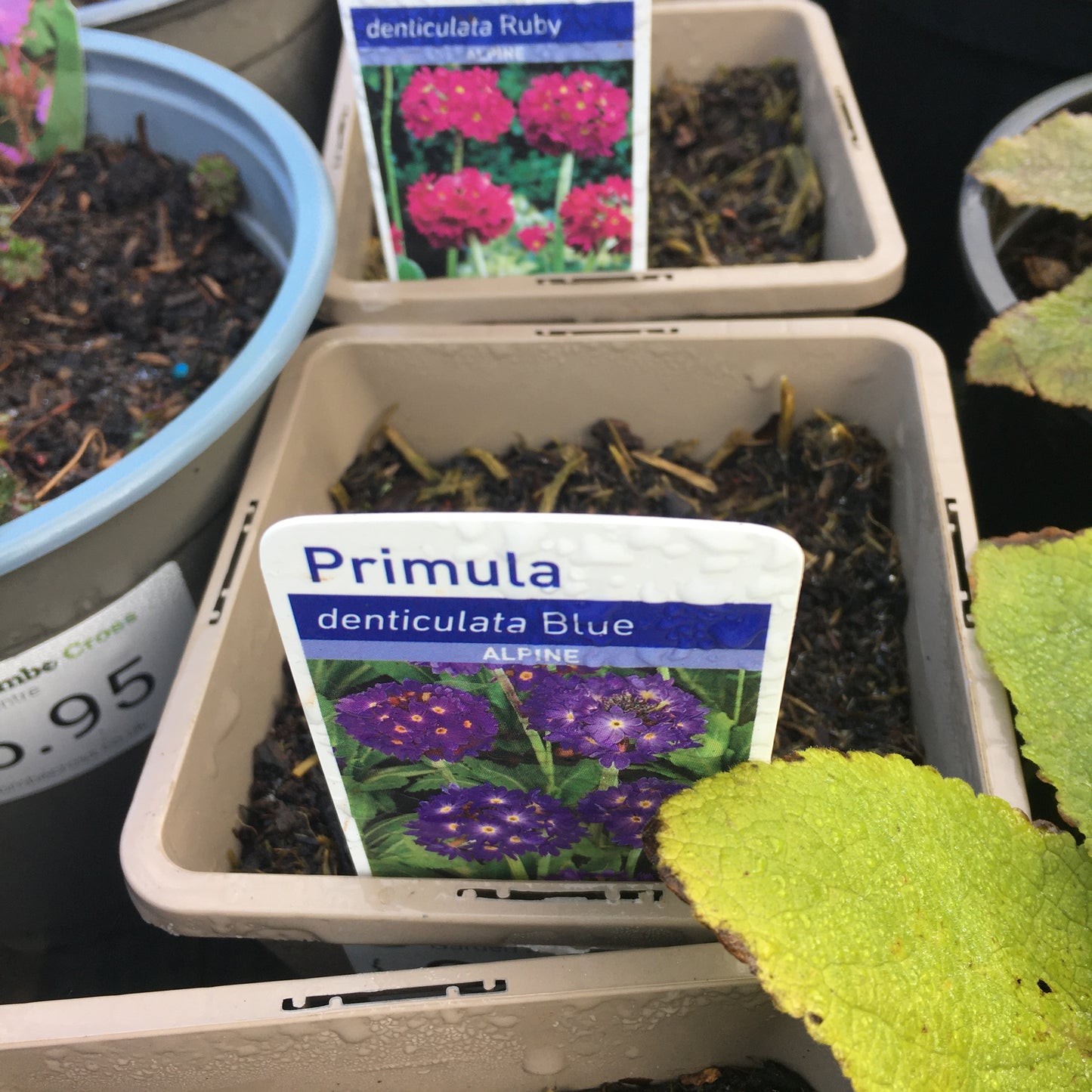 Primula denticulata Blue & Ruby 1L