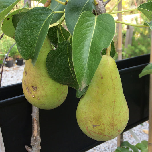 Pear Concorde