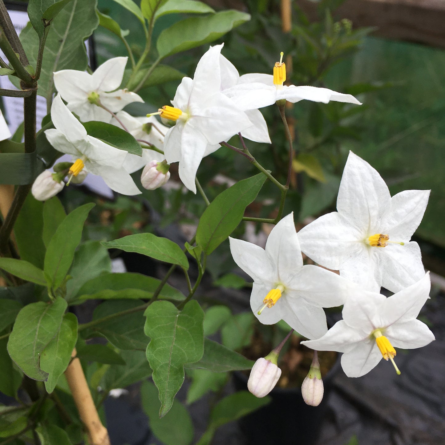 Solanum laxum Album - Chilean Potato Bush