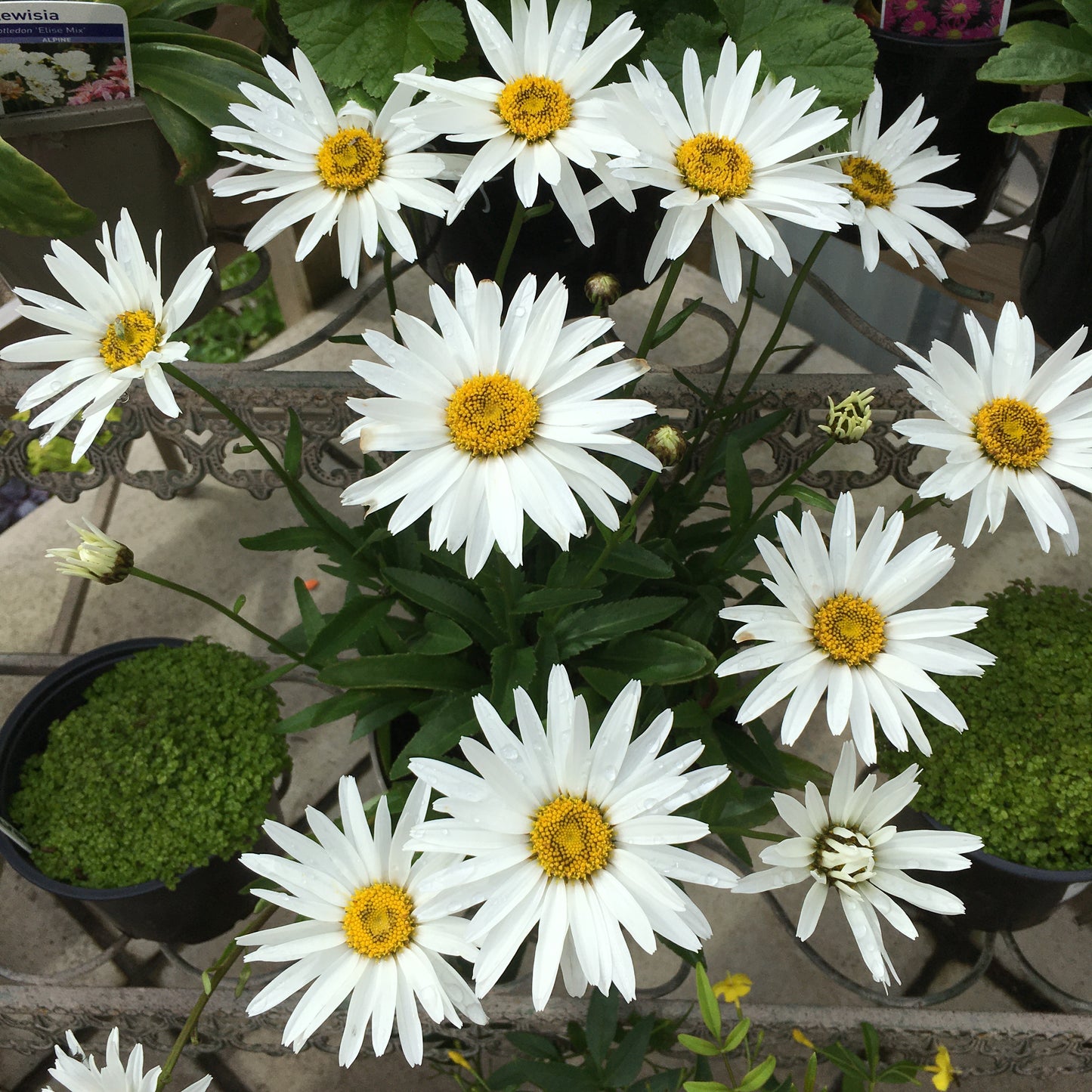 Leucanthemum - Daisy