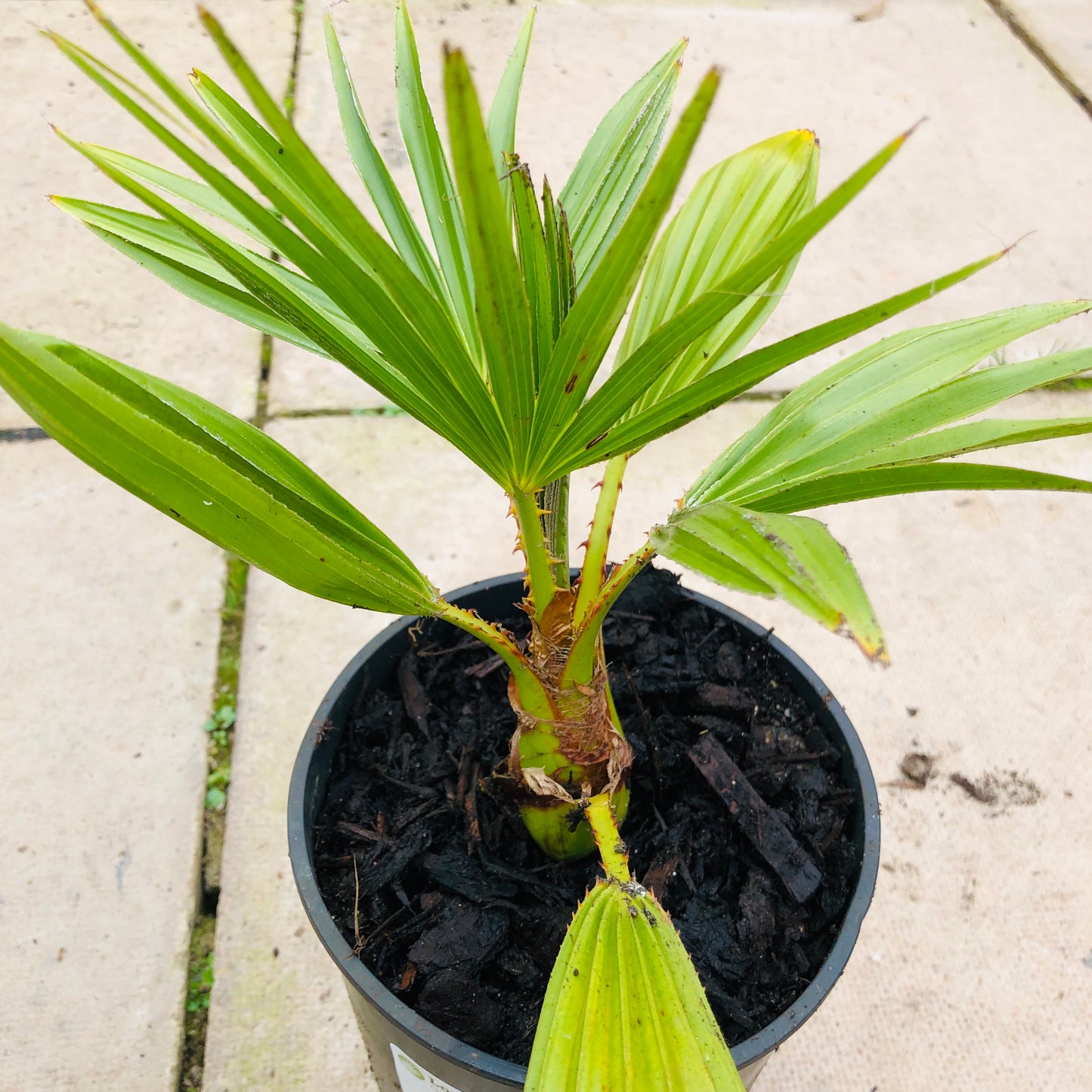 Livistona chinensis