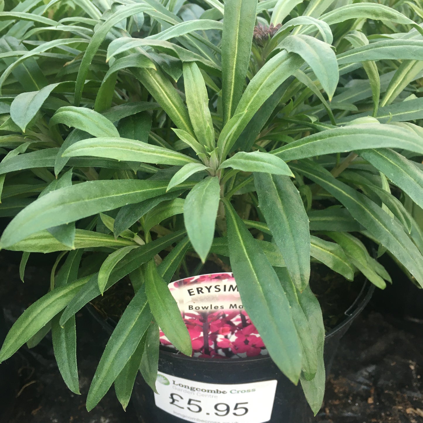 Wallflower 2L - erysimum - Perennial wallflower