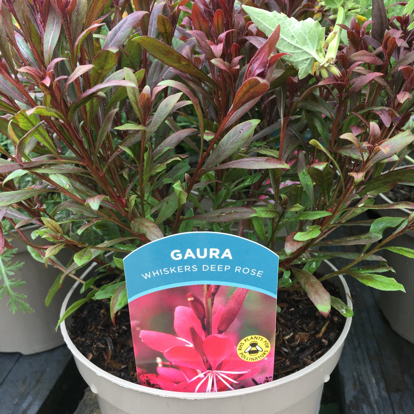 Gaura Pink & White 2L
