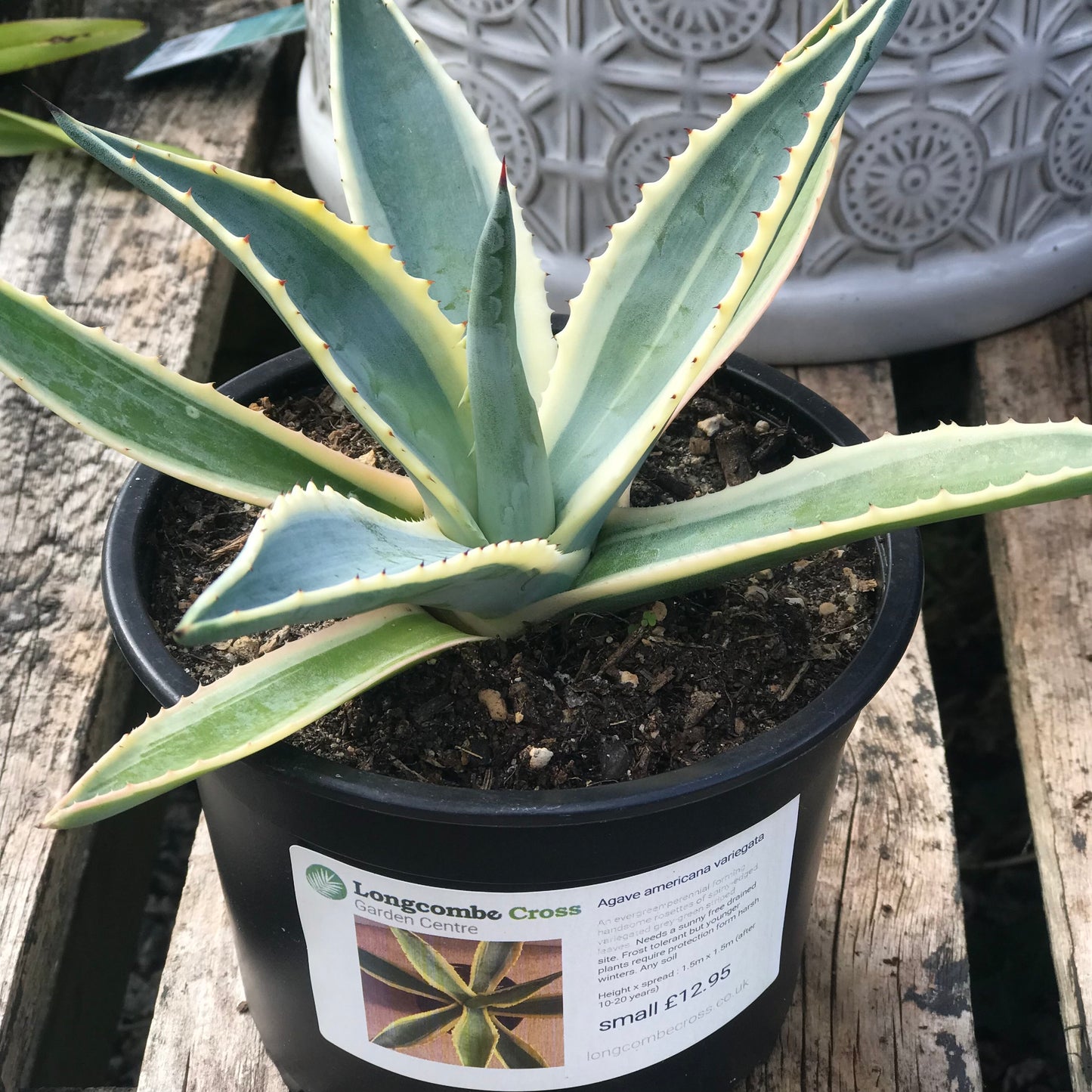 Agave americana variegata