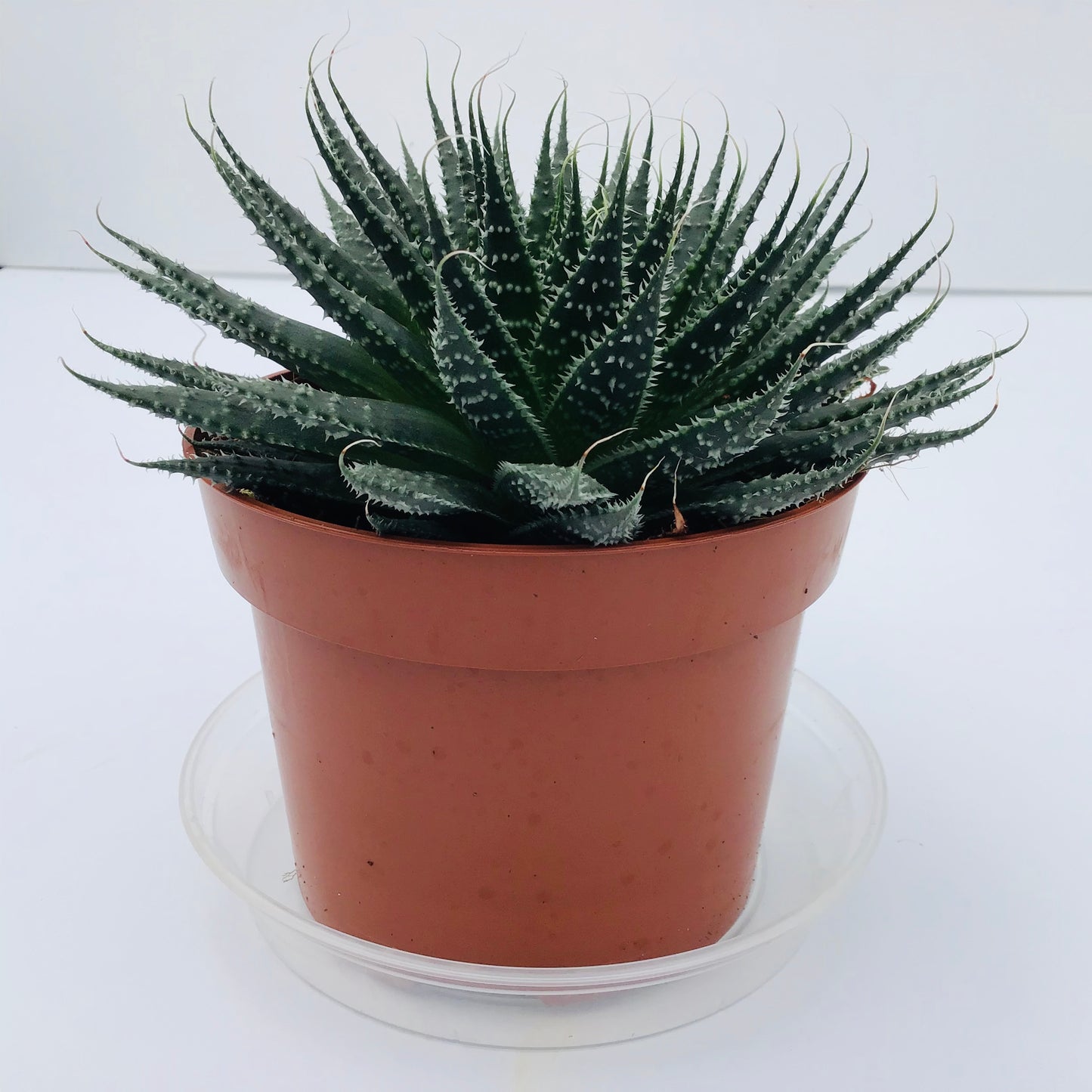 Aloe aristata
