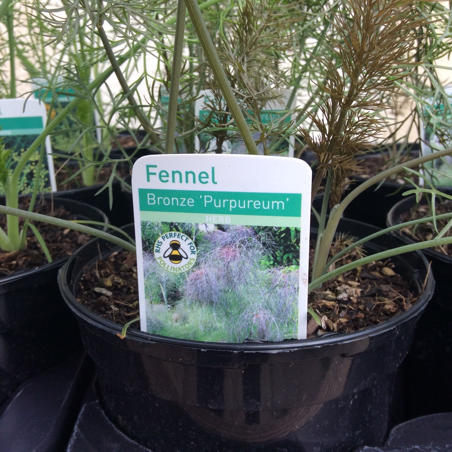 Fennel Bronze 1L