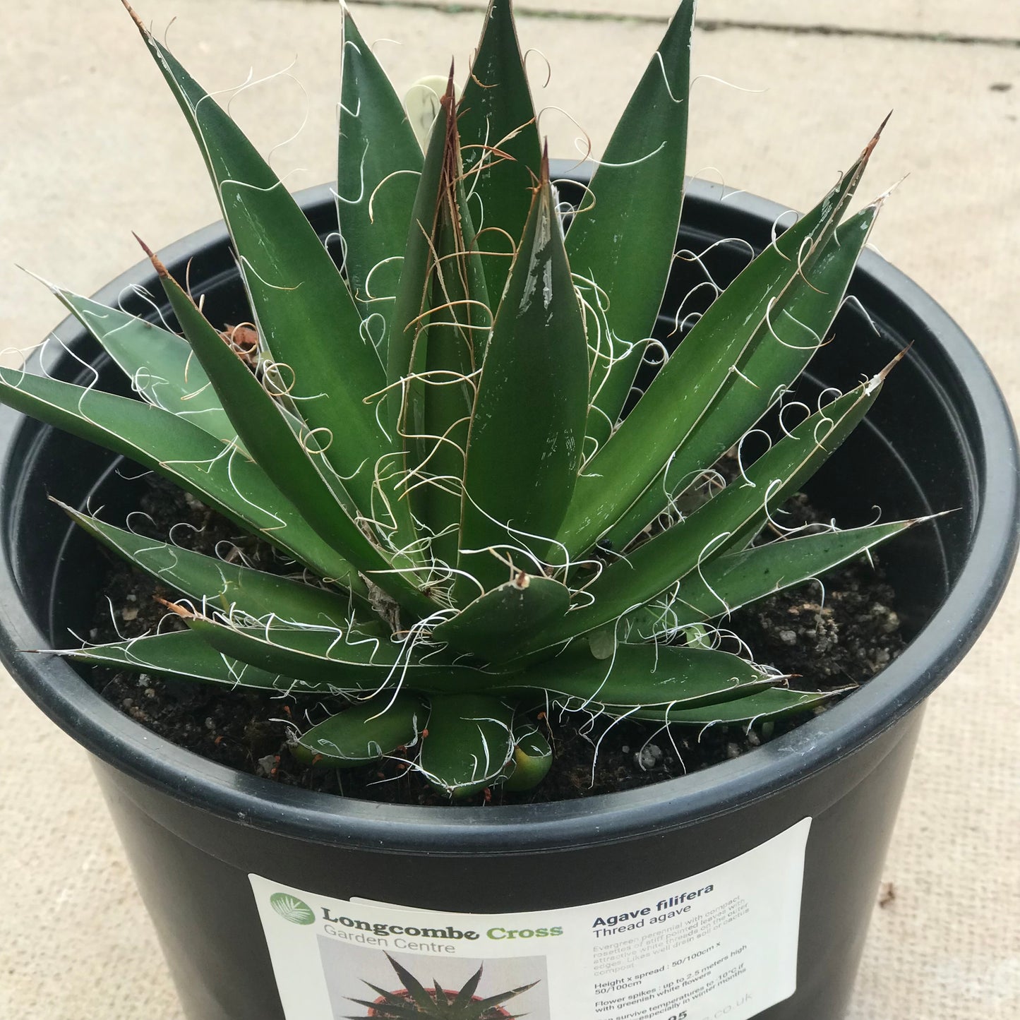 Agave filifera - thread agave