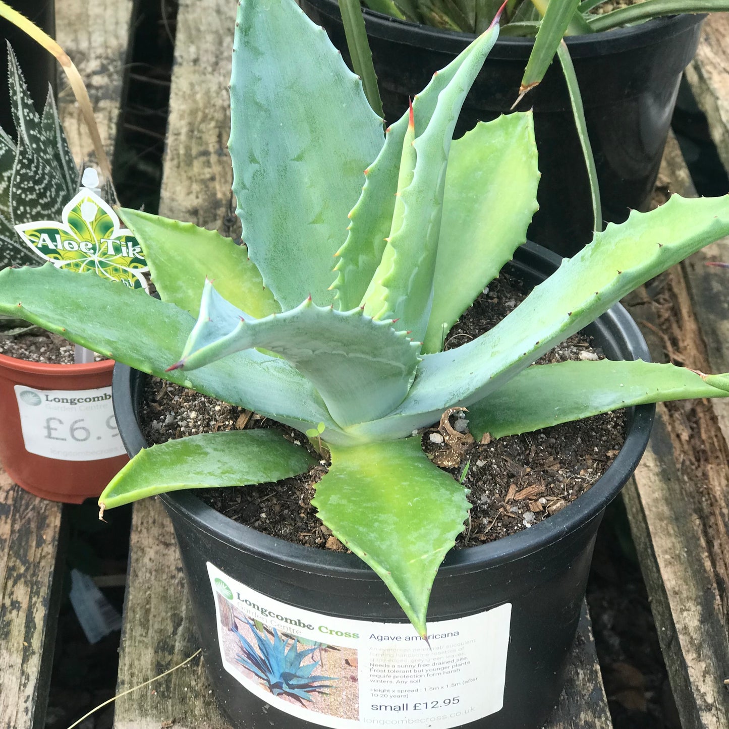 Agave americana