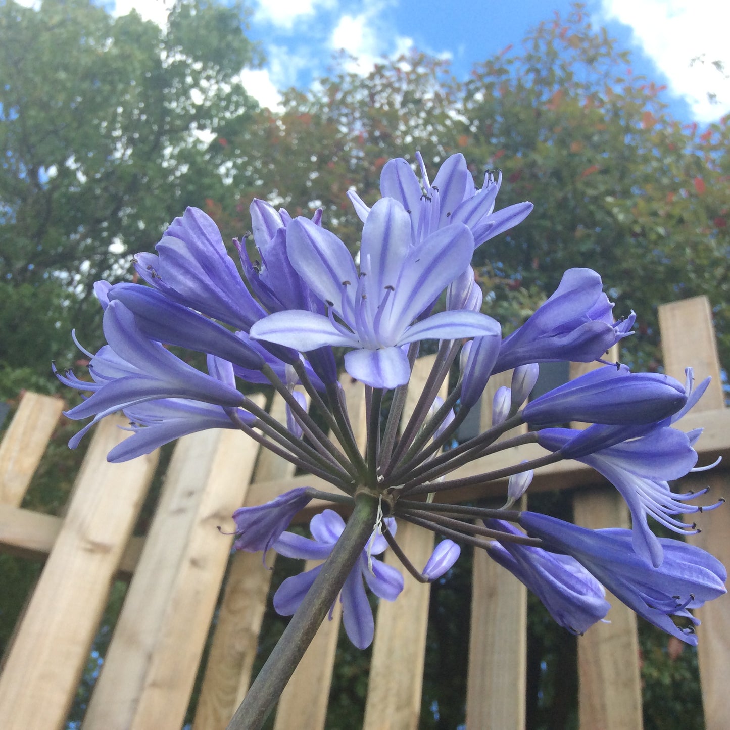 Agapanthus orientalis Queen Mum 3/4L