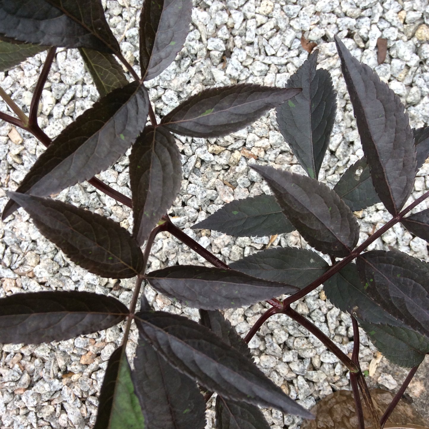 Sambucus Black Beauty 3L