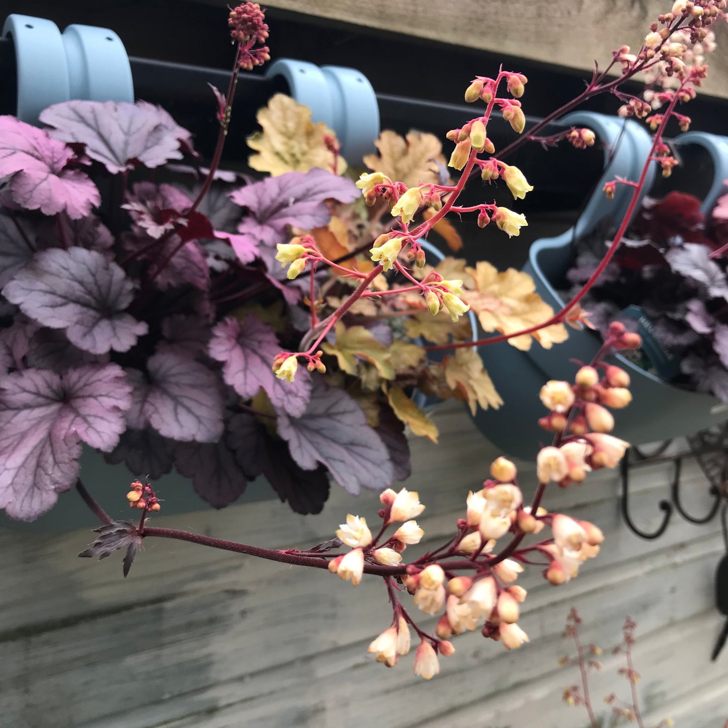 Heuchera & Heucherellas - mixed varieties