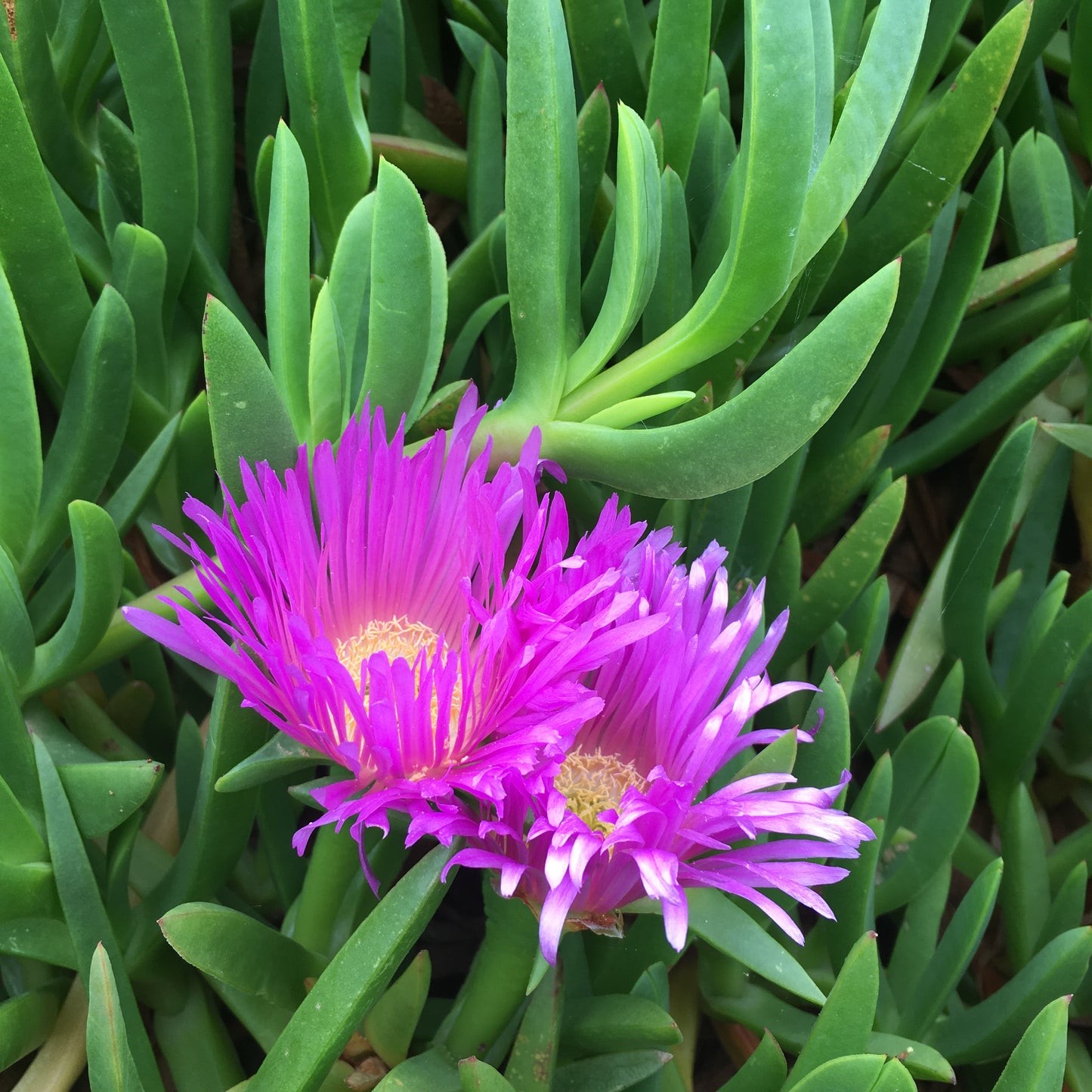 Cape Hottentot fig - Carpobrutus edulis all sizes