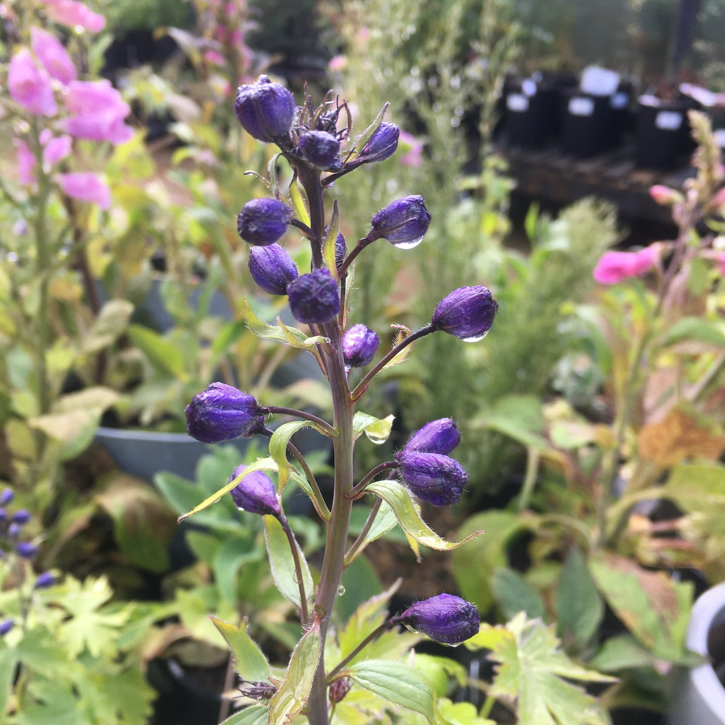 Delphinium (Mixed Colours)