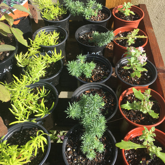 Sedums - mixed varieties of creeping sedums