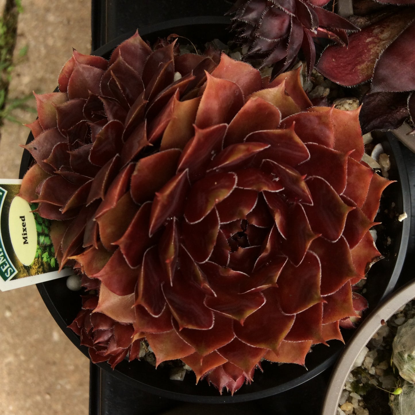 Sempervivum Succulent - Houseleeks