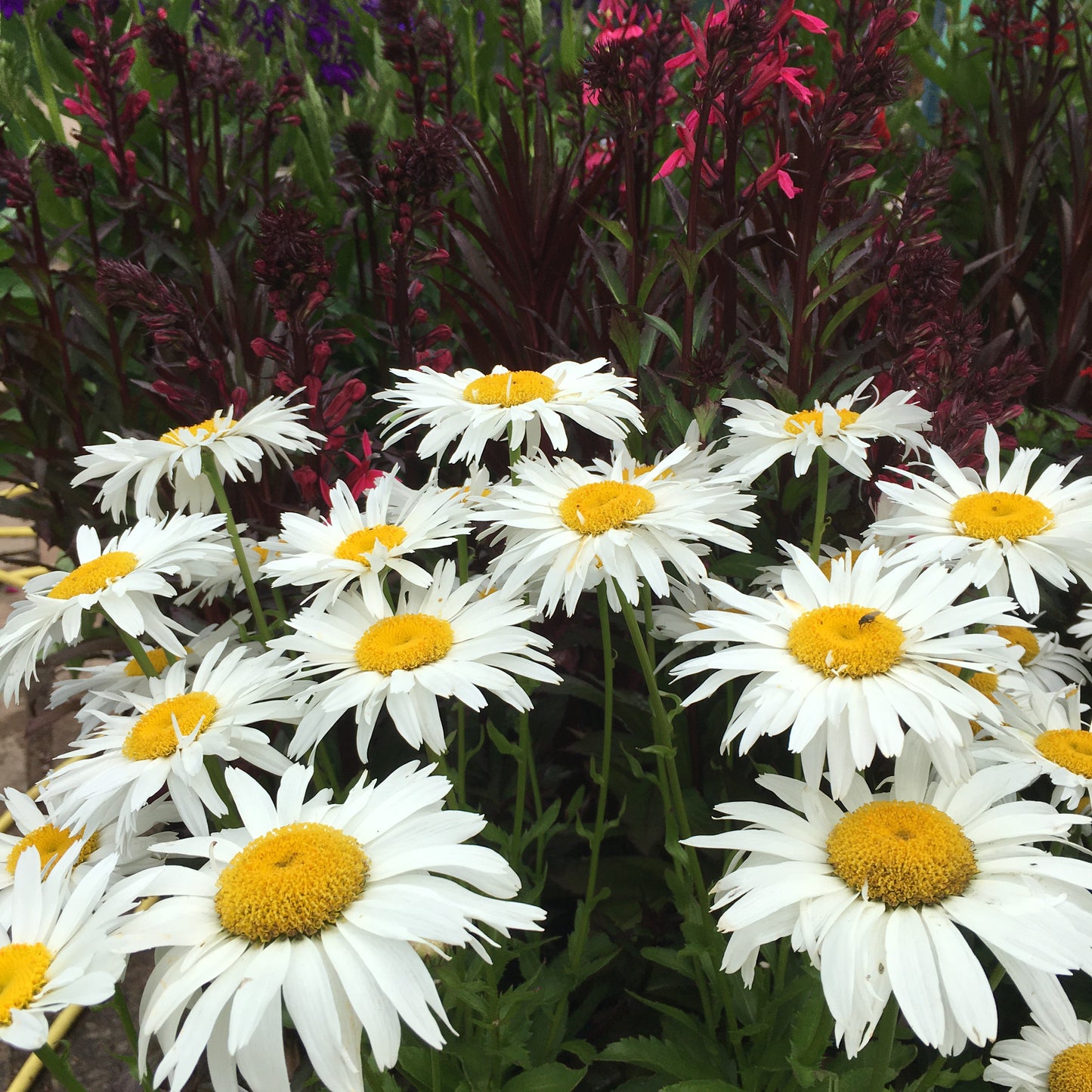 Leucanthemum - Daisy