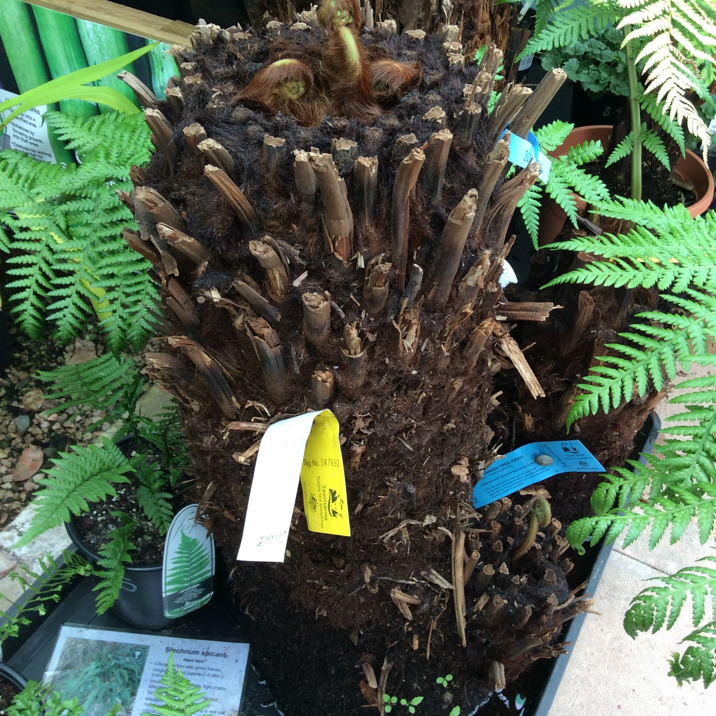 Tree Fern - Dickensonia antarctica