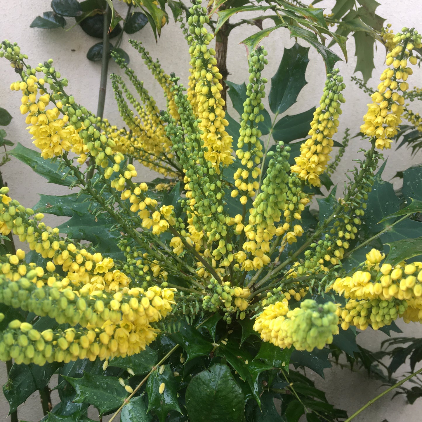 Mahonia Media Winter Sun 3L