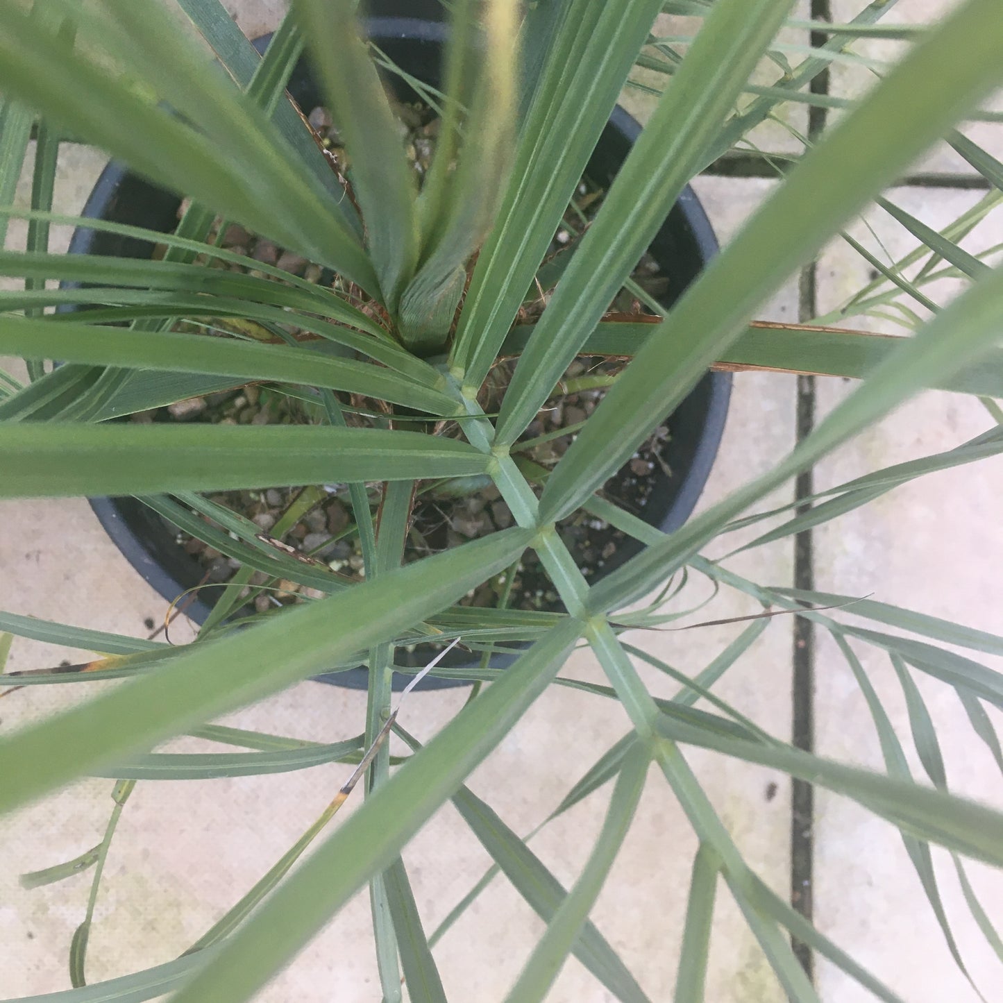 Butia yatay Palm - Rare