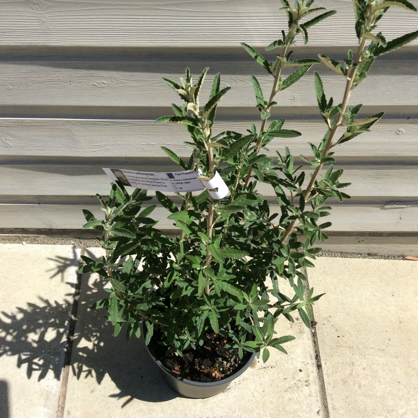 Olearia scillonensis