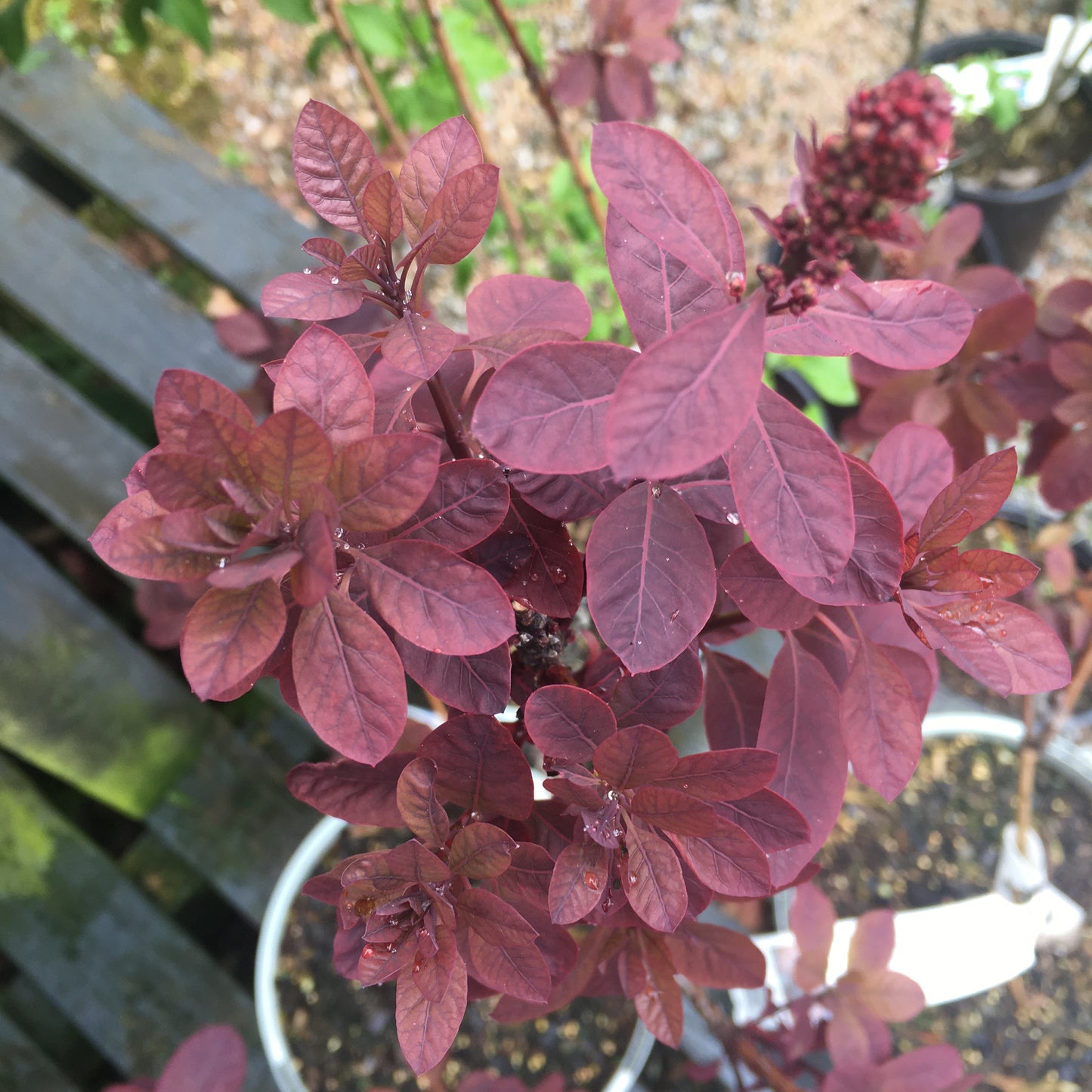 Cotinus 'Royal Purple' 3L