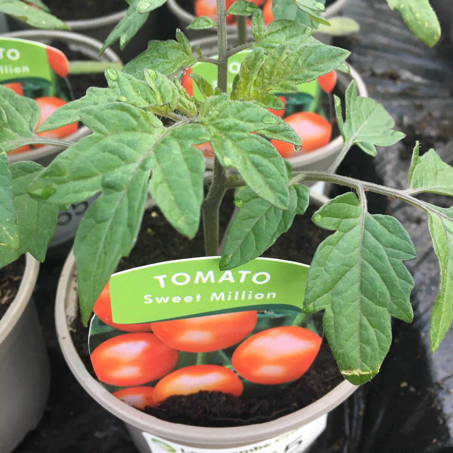 Tomato F1 Sweet Million 9cm pot