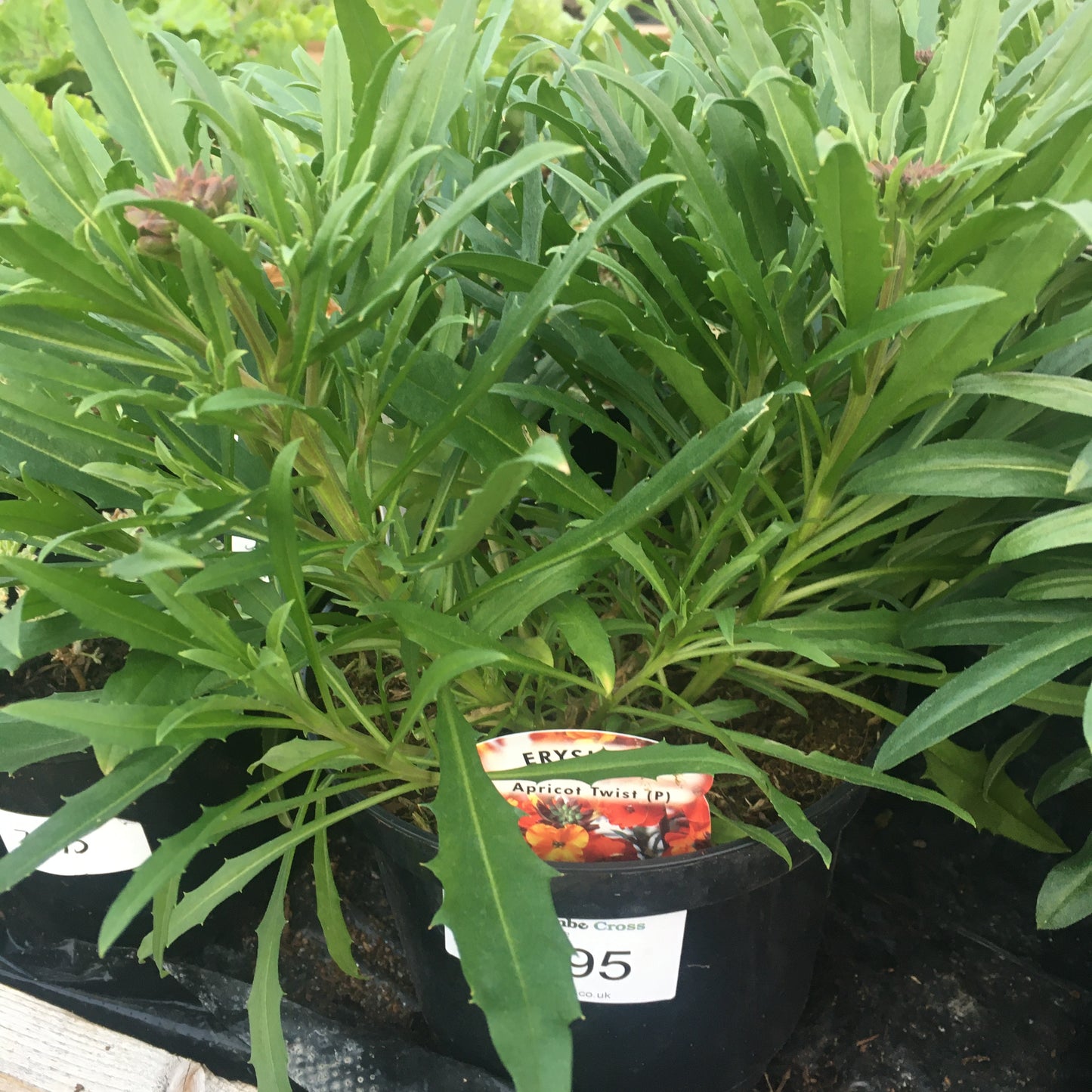 Wallflower 2L - erysimum - Perennial wallflower