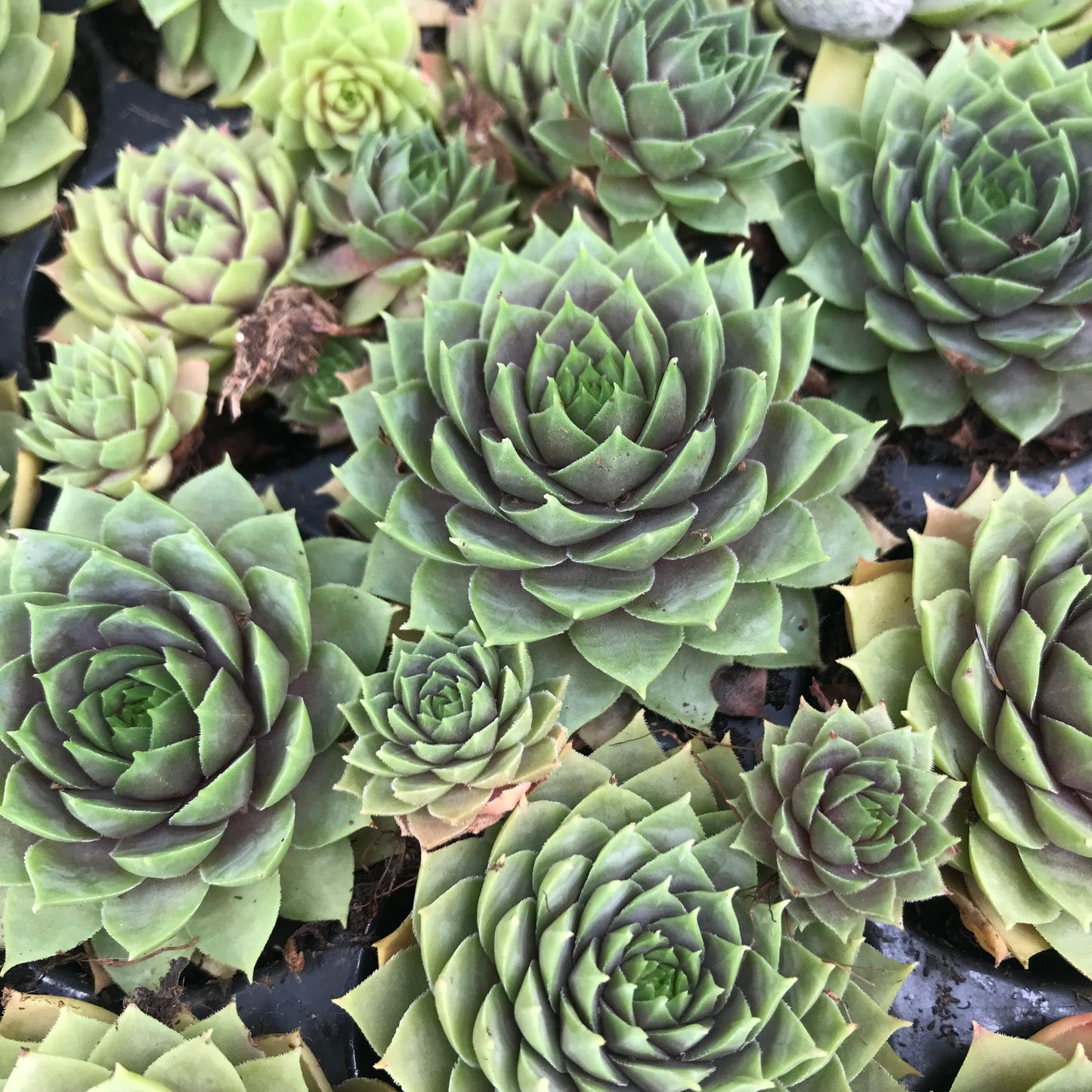 Sempervivum Succulent - Houseleeks