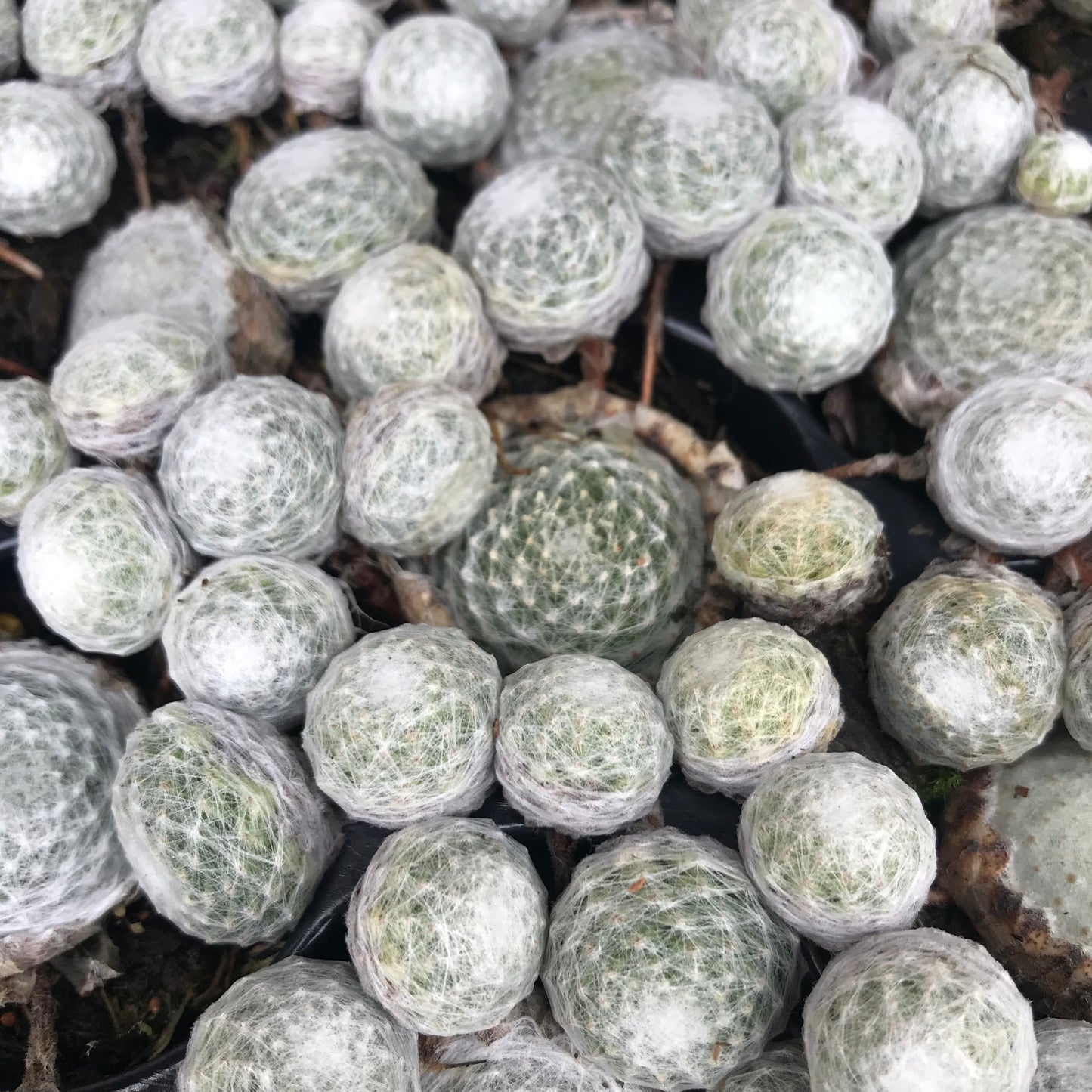 Sempervivum Succulent - Houseleeks