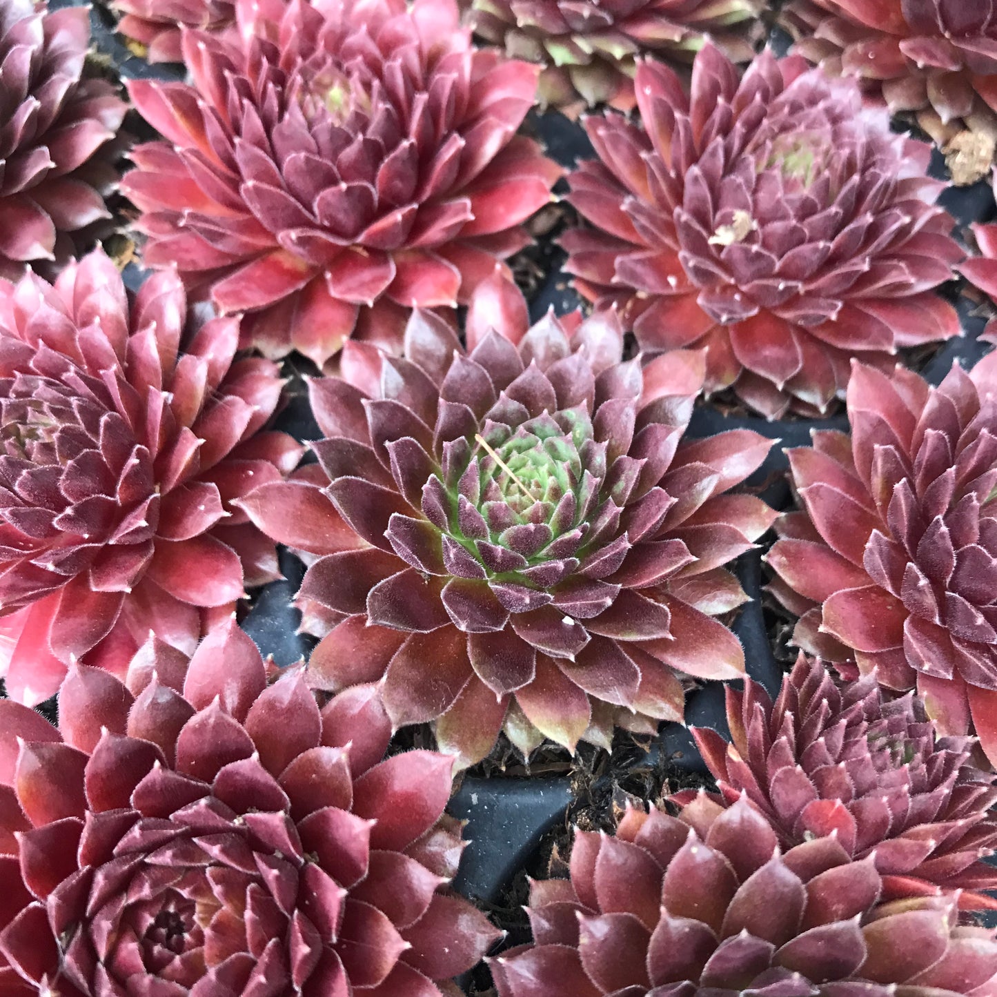 Sempervivum Succulent - Houseleeks
