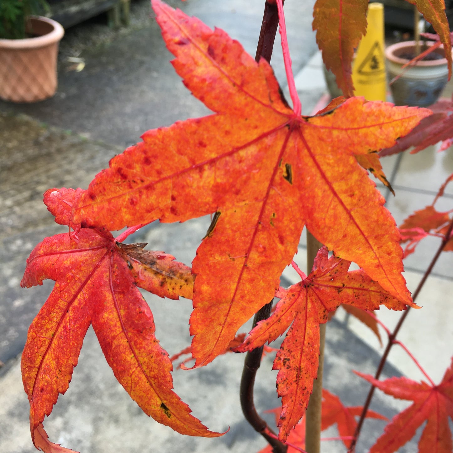 Acer palmatum - Japanese Maple