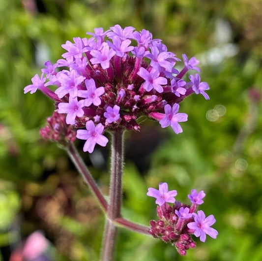 Verbena bonariensis