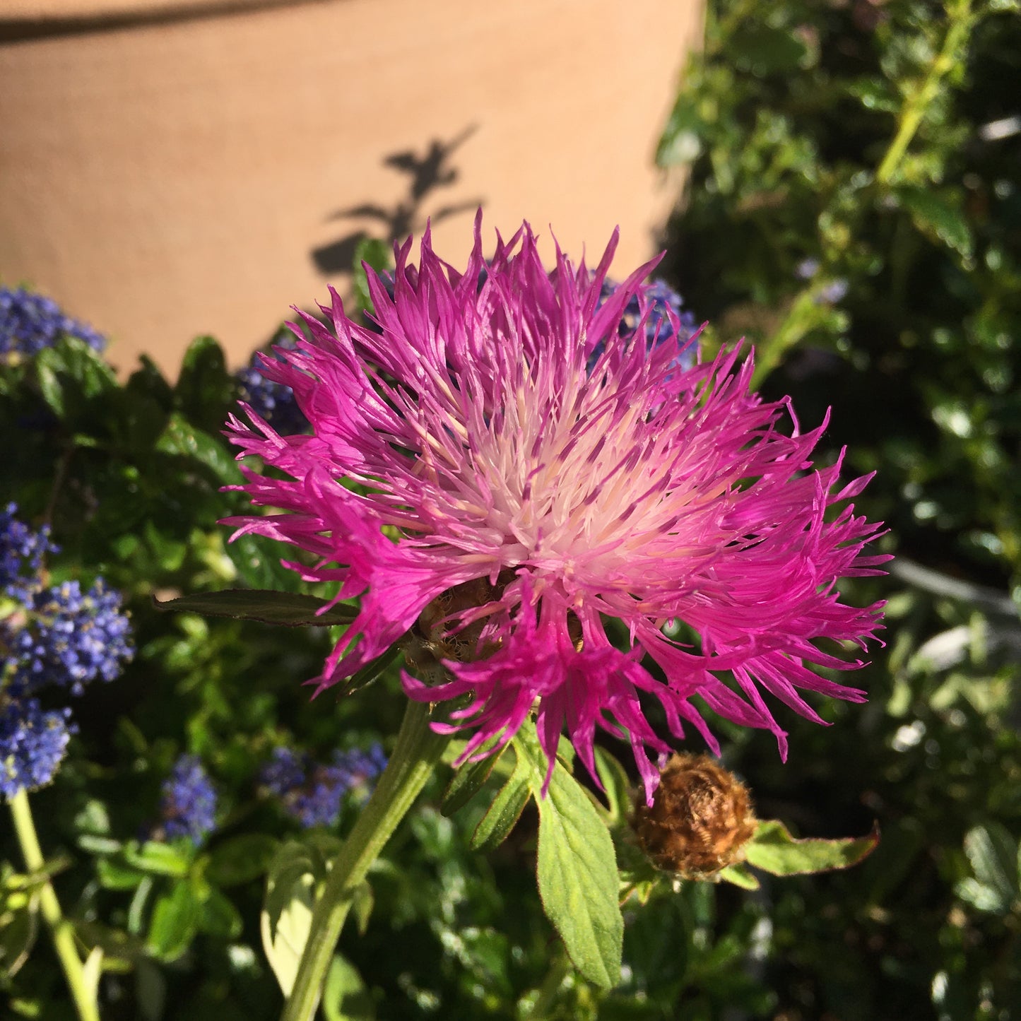 Centaurea montana Purple Heart