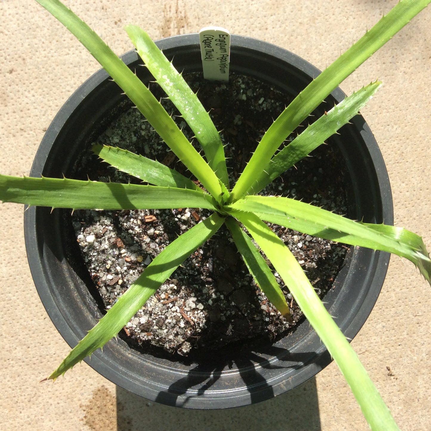 Eryngium Agavifolium (Agave Thistle or Sea Holly) 3L pot