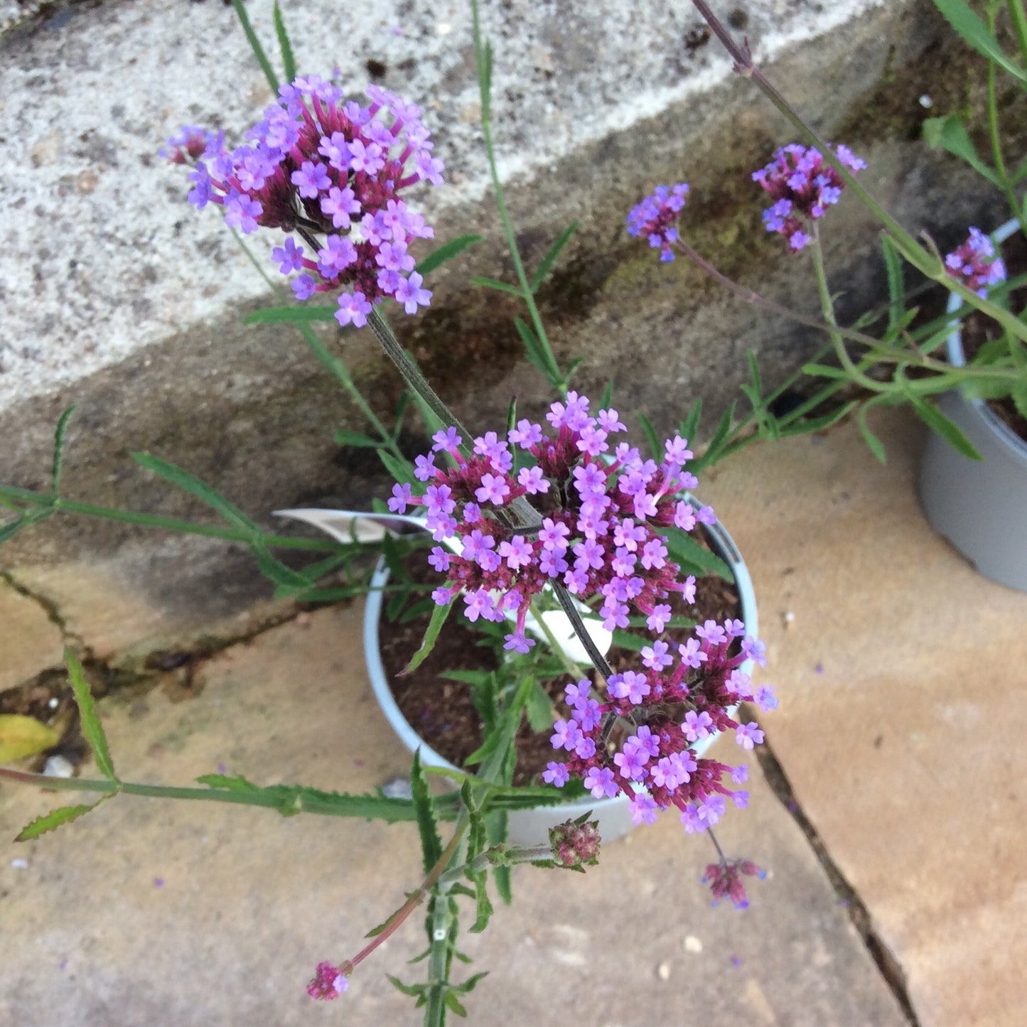 Verbena bonariensis