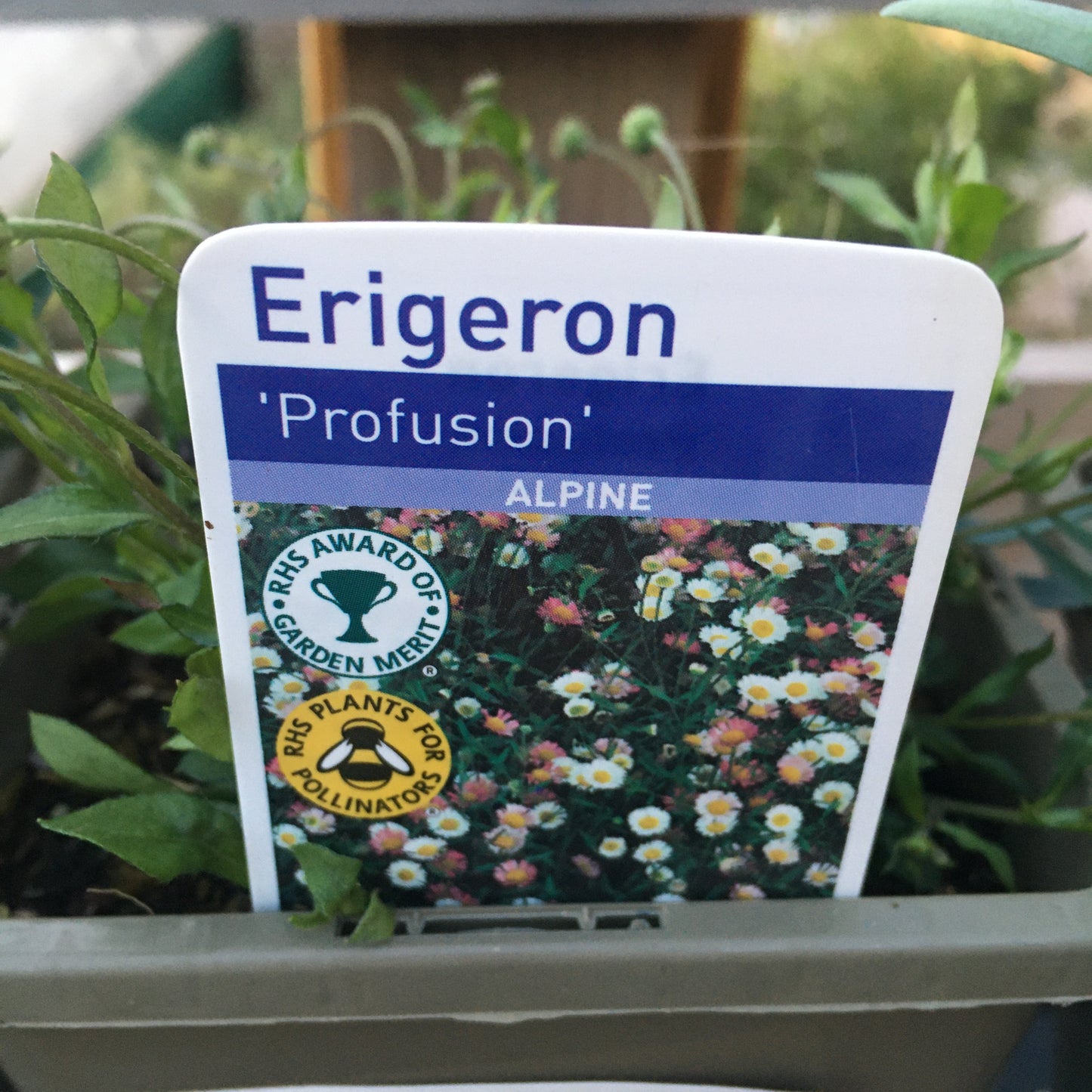 Erigeron karvinskianus - Mexican fleabane