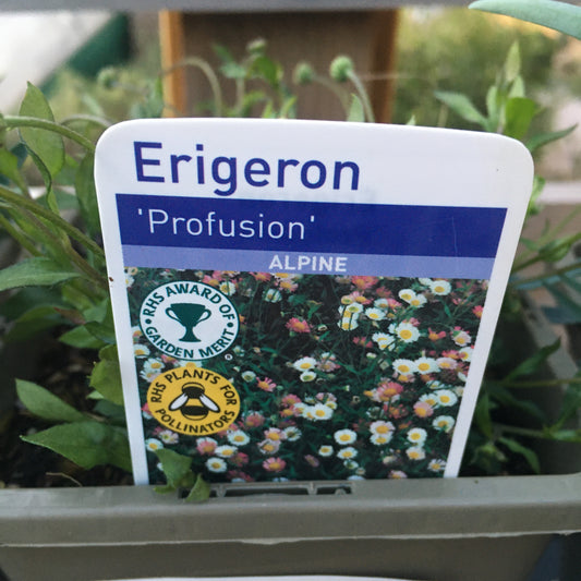 Erigeron karvinskianus - Mexican fleabane
