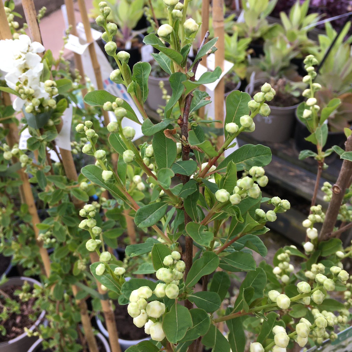 Exochorda