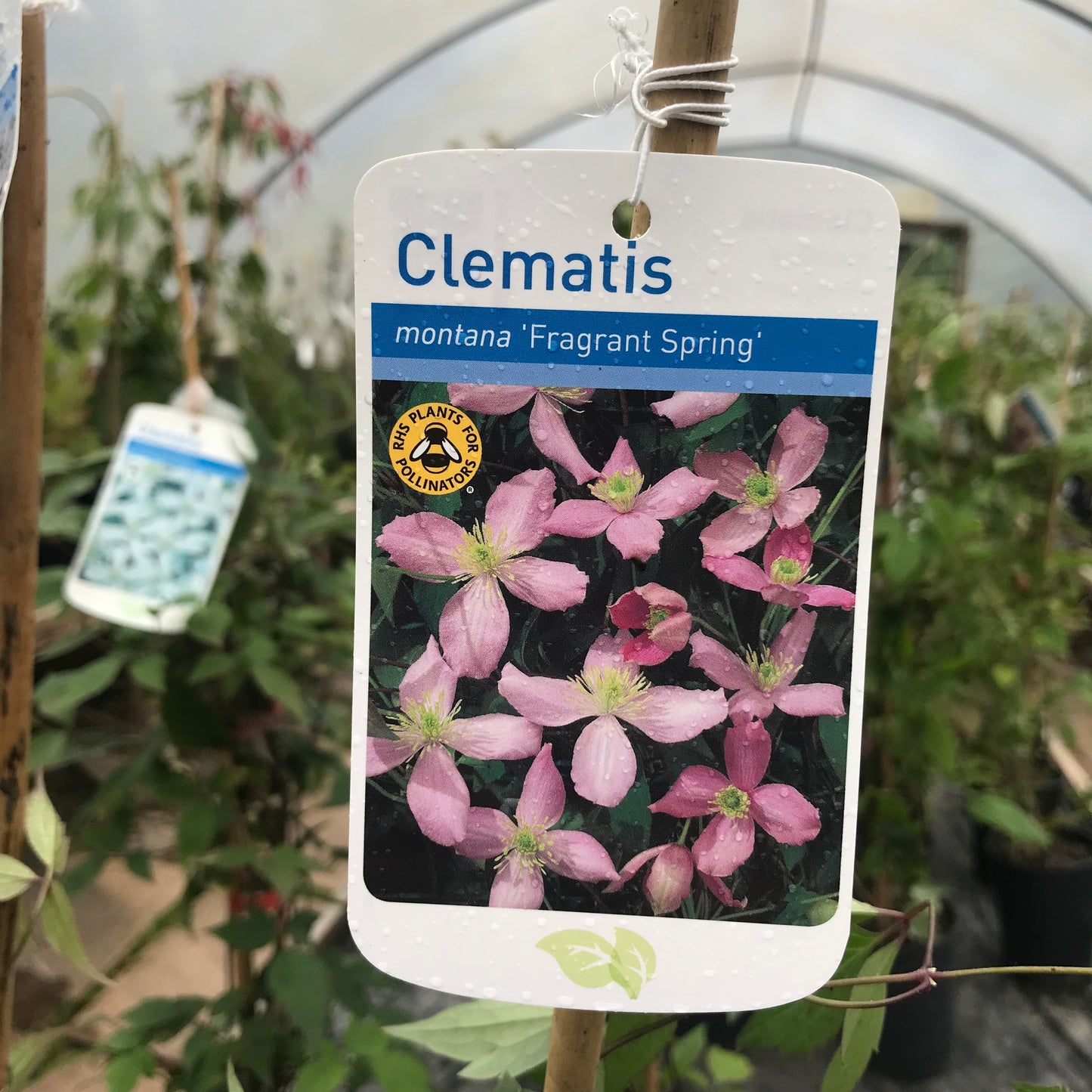 Clematis montana Fragrant Spring