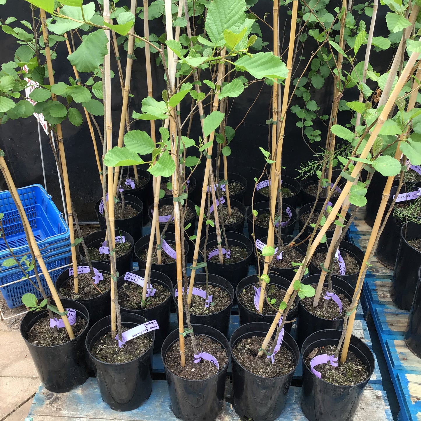 Alder - Alnus glutinosa 5L