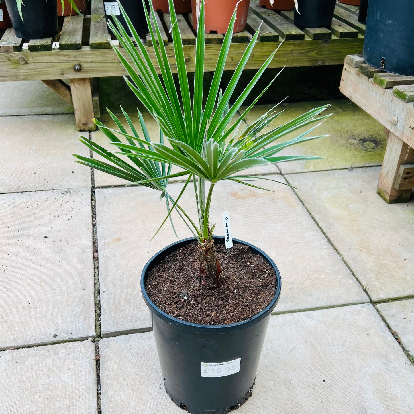 Chamaerops humilis