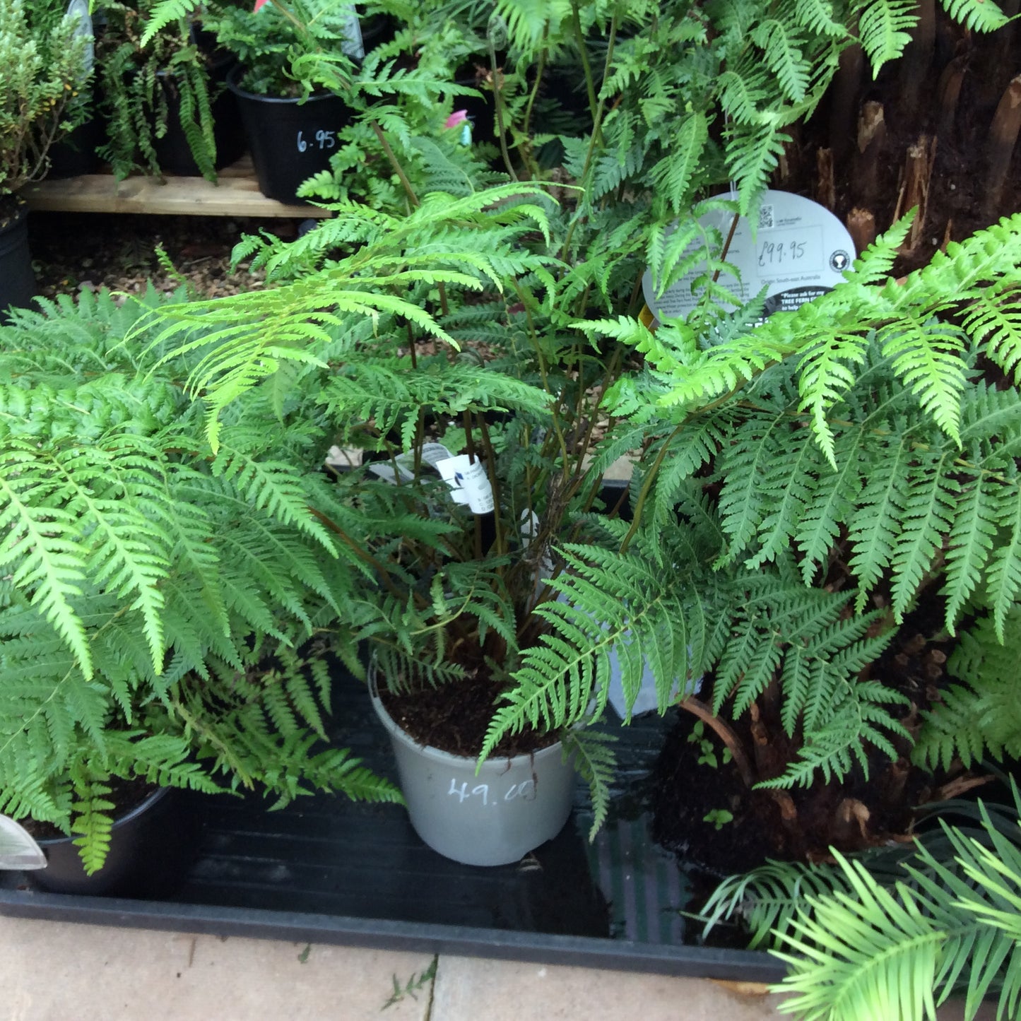 Tree Fern - Dickensonia antarctica