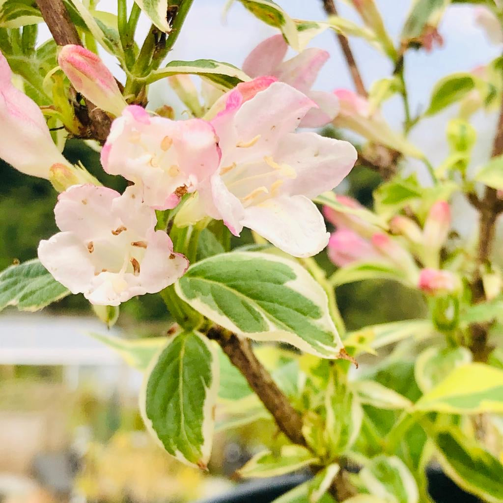 Weigela Florida Variegata 2/3L