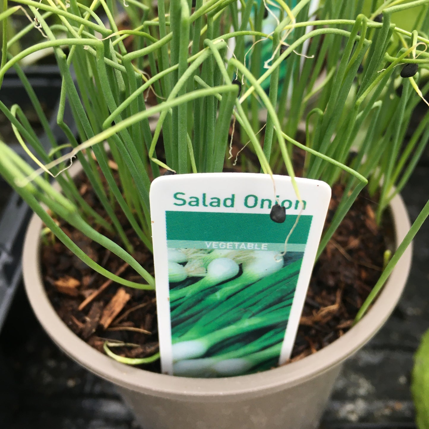 Salad Onion (white lisbon)